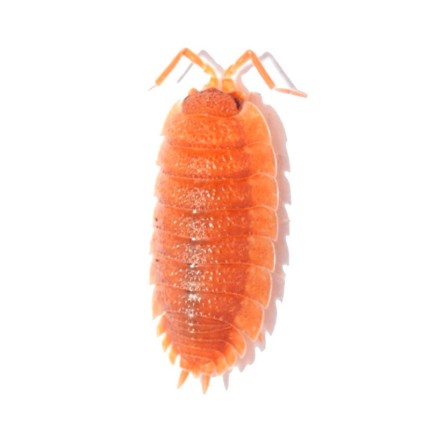 + Porcellio Leavis ''Orange''