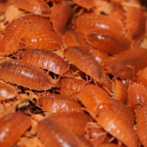 + Porcellio Leavis ''Orange''