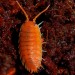 + Porcellio Leavis ''Orange''