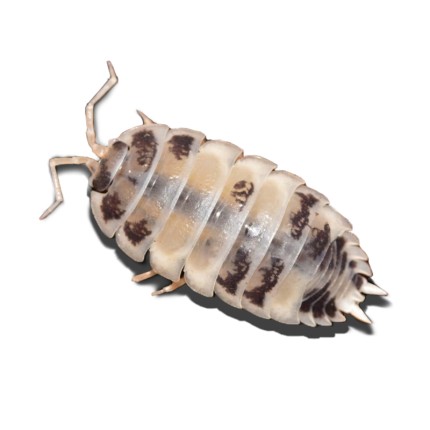 + Porcellio Leavis Panda