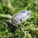 + Porcellio Leavis Panda