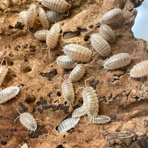 + Porcellio Leavis ''White''