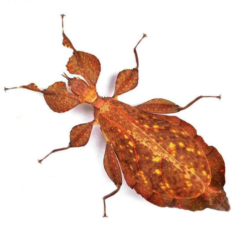Phyllium Letiranti Tataba