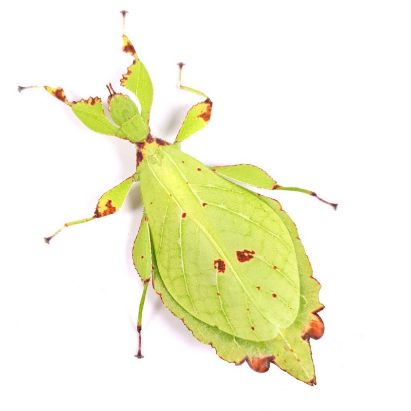 Phyllium Philippinicum
