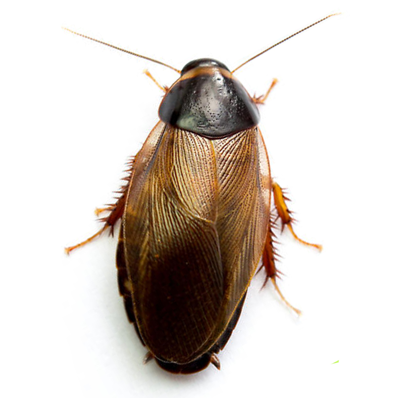 Pycnoscelus Surinamensis