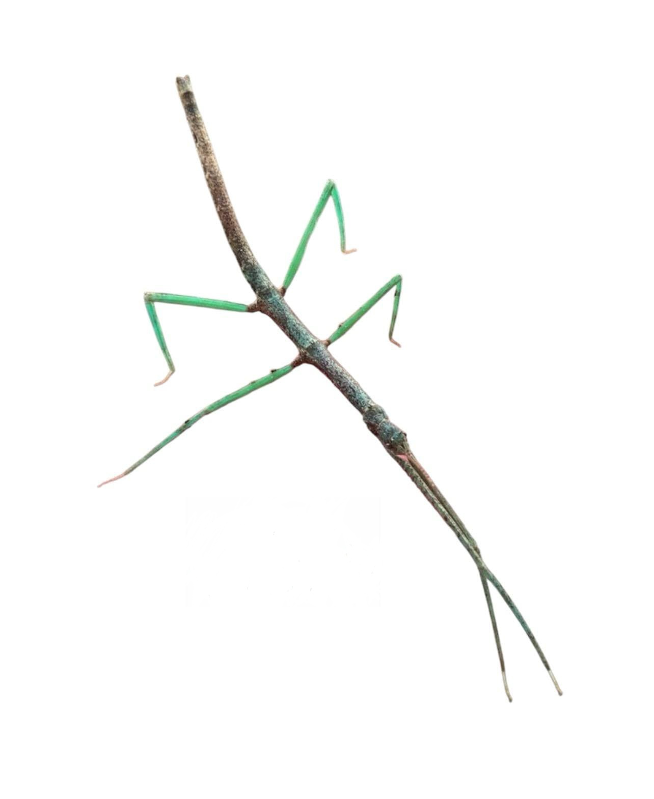 Medauroidea Extradentata Blue