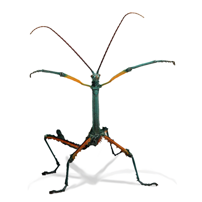 Achrioptera Manga Fallax